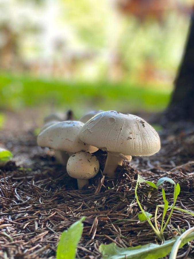 Fakanalas Fogado Paszto Luaran gambar